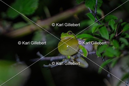 Karl-Gillebert-Rainette-verte-Hyla-arborea-9003