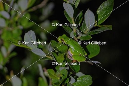 Karl-Gillebert-Rainette-verte-Hyla-arborea-8891