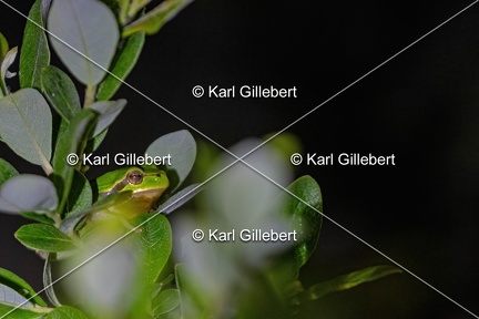 Karl-Gillebert-Rainette-verte-Hyla-arborea-8894