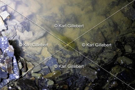 Karl-Gillebert-Rainette-verte-Hyla-arborea-8899