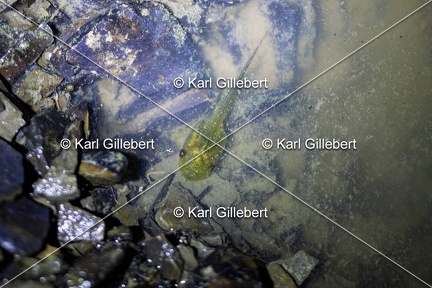 Karl-Gillebert-Rainette-verte-Hyla-arborea-8902