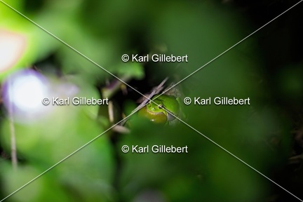 Karl-Gillebert-Rainette-verte-Hyla-arborea-8903