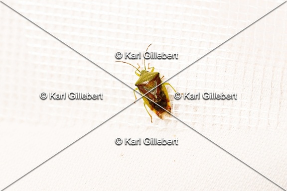 Karl-Gillebert-elasmostethus-interstinctus-2774