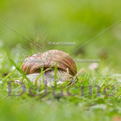 Mollusques