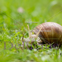 Mollusques