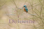 Martin-pêcheur d'Europe - Alcedo atthis