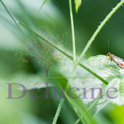 Autres insectes