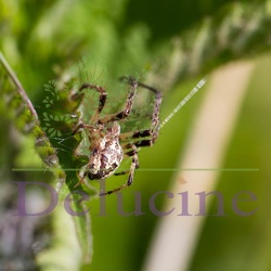 Arachnides
