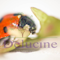 Coccinelles