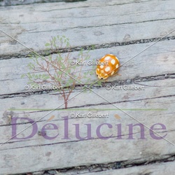 Insectes