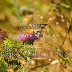 Hétérocères - Papillons dit de nuit