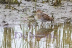 Becassine des marais - Gallinago gallinago