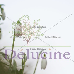 FLORE