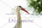Cigogne blanche - Ciconia ciconia