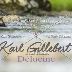 Cincle plongeur - Cinclus cinclus