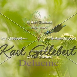 Odonates - Libellules