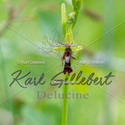 Ophrys mouche - Ophrys insectifera