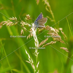 Demi-Argus - Cyaniris semiargus