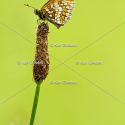Mélitée des mélampyres - Melitaea athalia