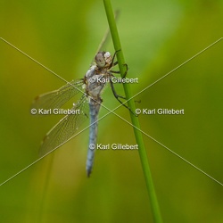 Orthétrum brun - Orthetrum brunneum