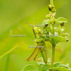 Criquet des genévriers - Euthystira brachyptera