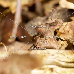 Grillon des bois - Nemobius sylvestris