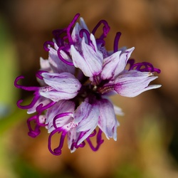 Orchis singe - Orchis simia