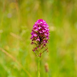 Orchis pyramidal - Nacamptis pyramidalis