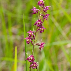 Épipactis pourpre noirâtre - Epipactis atrorubens