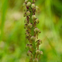 Homme-pendu - Orchis anthropophora