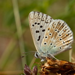 FAUNE