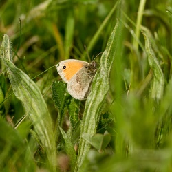 Fadet commun / Procris - Coenonympha pamphilus