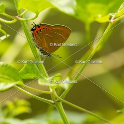 Thècle du prunier - Satyrium pruni