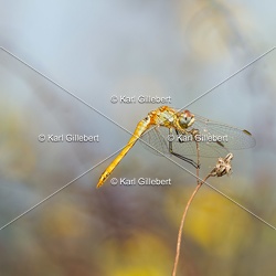 Sympétrum à nervures rouges - Sympetrum fonscolombii