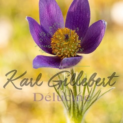 Anémone pulsatille - Pulsatilla vulgaris