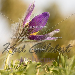 Anémone pulsatille - Pulsatilla vulgaris