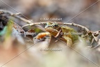 Grenouille rousse - Rana temporaria