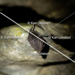 Chiroptères - Chauves-souris