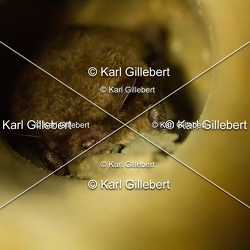 Chiroptères - Chauves-souris