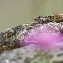Reptiles