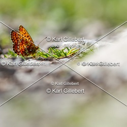 Lépidoptères - Papillons