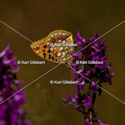 Moyen nacré - Argynnis adippe