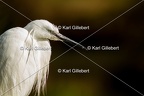 Aigrette garzette - Egretta garzetta
