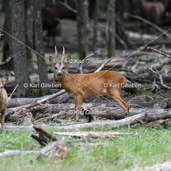 Chevreuil - Capreolus capreolus