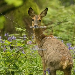 Chevreuil - Capreolus capreolus