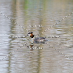 Grèbe huppé - Podiceps cristatus