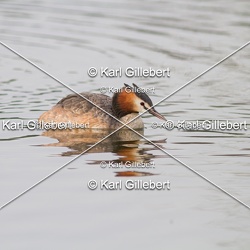 Grèbe huppé - Podiceps cristatus