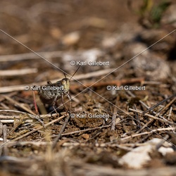 Orthoptères - Criquets - Sauterelles - Grillons