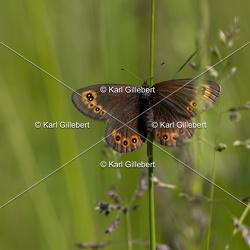 Moiré franconien - Erebia medusa