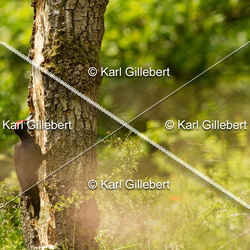 Oiseaux